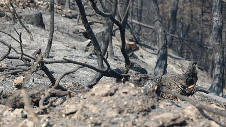 El proceso que conduce a los incendios forestales no es nadie más que el pino: el avión va y viene, abre un carril