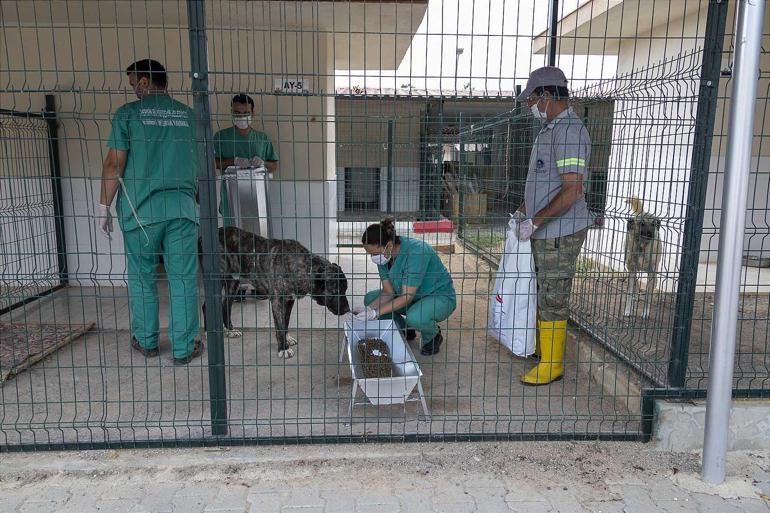 688b4c96a24008c540a8951d Mersin'de 'bakımevindeki hayvanların öldüğü' iddiasına belediyeden açıklama