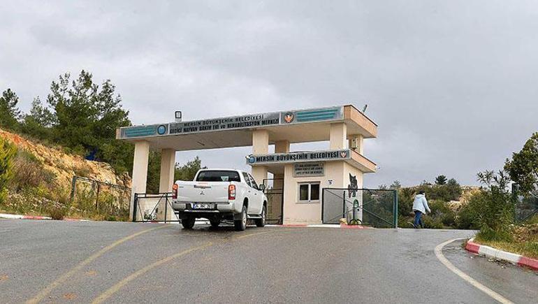 688b4ca0a24008c540a8951f Mersin'de 'bakımevindeki hayvanların öldüğü' iddiasına belediyeden açıklama