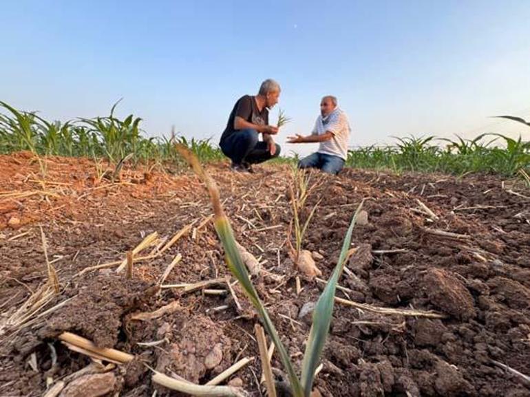 688f54b0a24008c540a8a837 Aynı tarla, sıra dışı olay! Ektiği tohumlar filizlendi, şaşkına döndü: Ruh sağlığım bozuldu