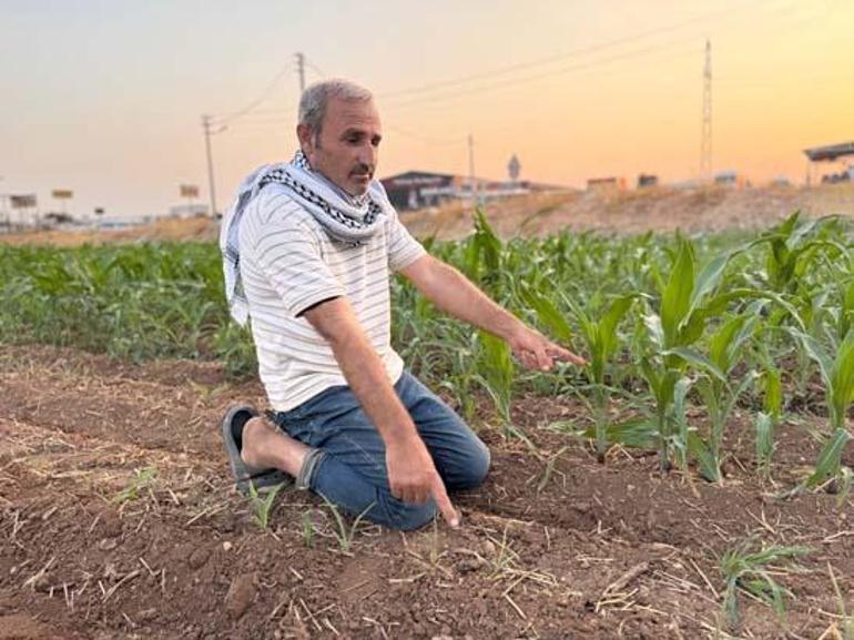 688f54c7a24008c540a8a839 Aynı tarla, sıra dışı olay! Ektiği tohumlar filizlendi, şaşkına döndü: Ruh sağlığım bozuldu