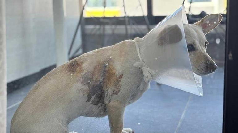 68ac2934fc0725e239a7c92b Ankara’da kangal dehşeti! 'Sahibi vurunca daha da hırçınlaştı'