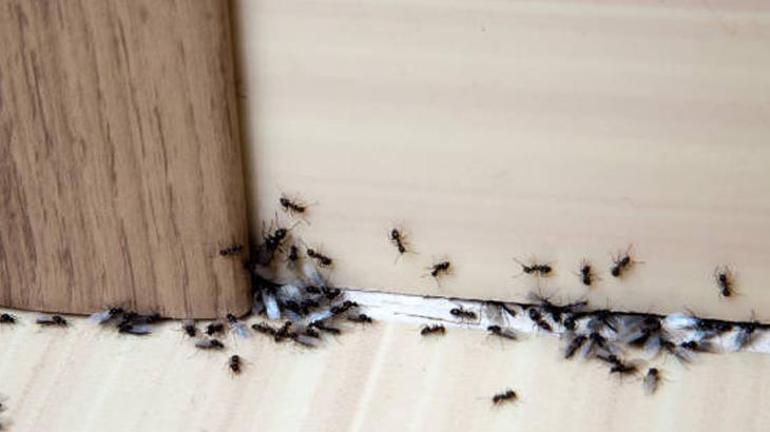 Karınca istilasına son Kokusundan kaçıyorlar