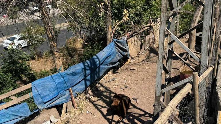 Diyarbakır’da feci olay Yerde yatan keçiye dokunan Pervin can verdi