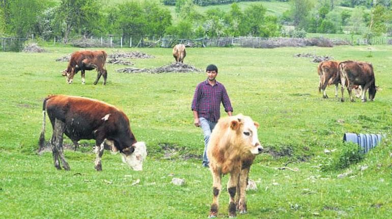 Tarım ve hayvancılık destekleri artırıldı