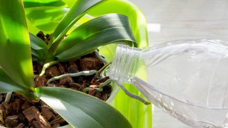 Küsen orkideleri 1 haftada canlandırıyor Orkide coşturan doğal gübre