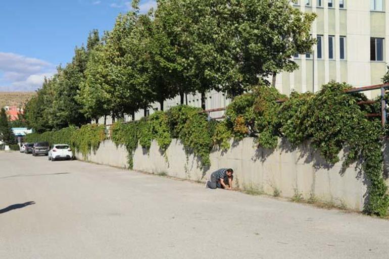 Okyanustan Çankırıya Otoparkta şaşkına çeviren keşif: Buraya gelmiş, uyum sağlamış, adapte olmuş