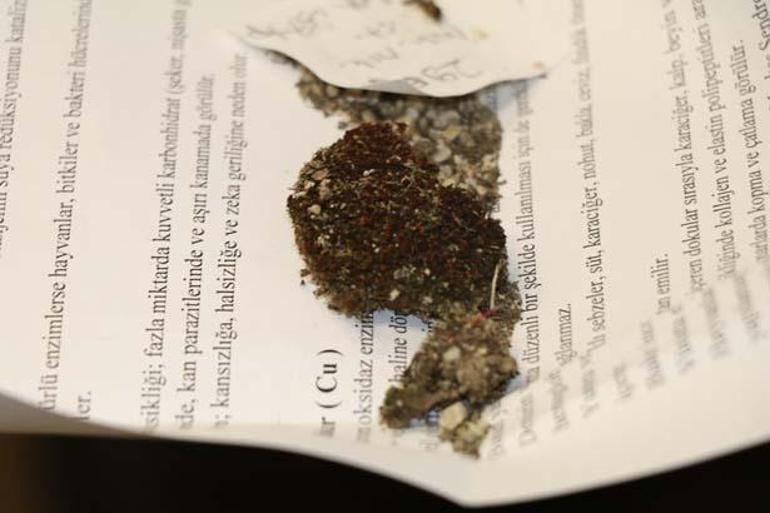 Okyanustan Çankırıya Otoparkta şaşkına çeviren keşif: Buraya gelmiş, uyum sağlamış, adapte olmuş