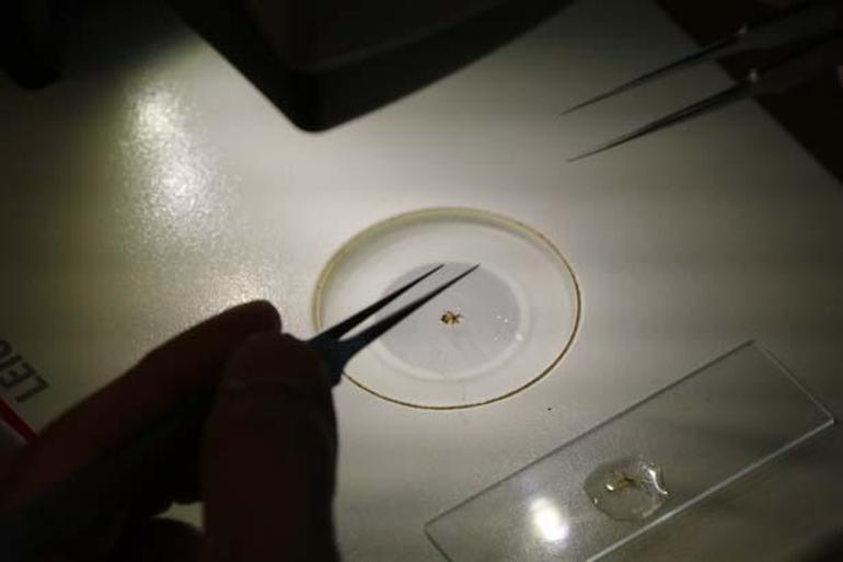 Okyanustan Çankırıya Otoparkta şaşkına çeviren keşif: Buraya gelmiş, uyum sağlamış, adapte olmuş