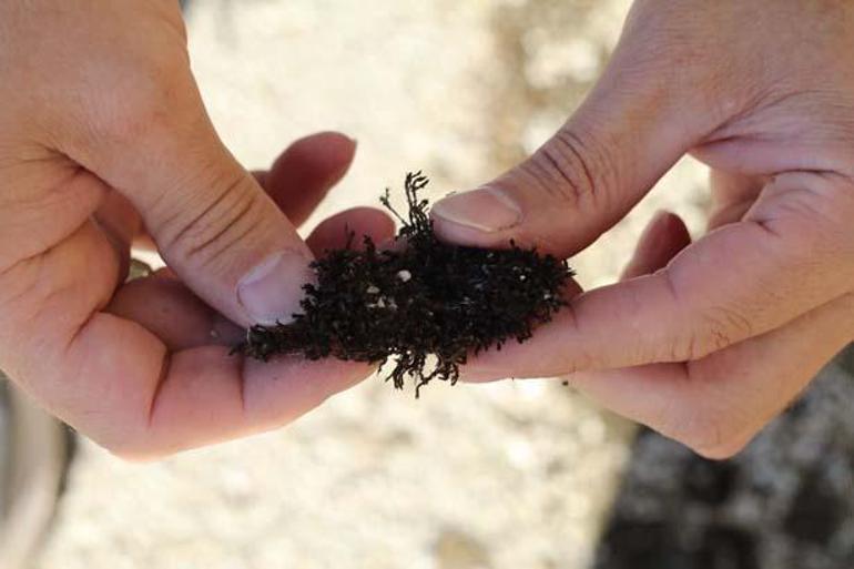 Okyanustan Çankırıya Otoparkta şaşkına çeviren keşif: Buraya gelmiş, uyum sağlamış, adapte olmuş