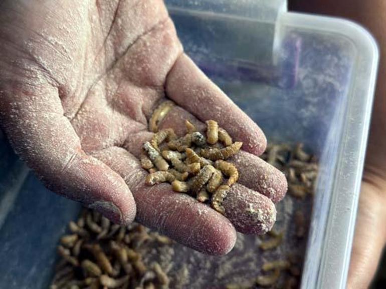 Evinde öyle bir iş kurdu ki paraya para demiyor: Taleplere yetişemiyorum