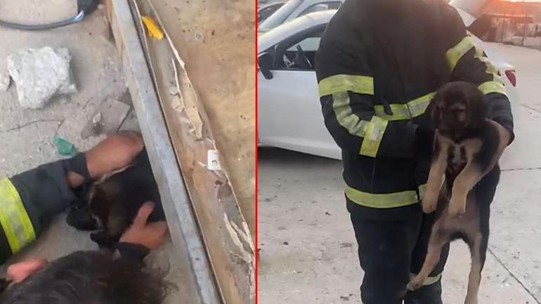 Evde büyük panik Metrelerce uzunluktaki yılan dolaba girdi