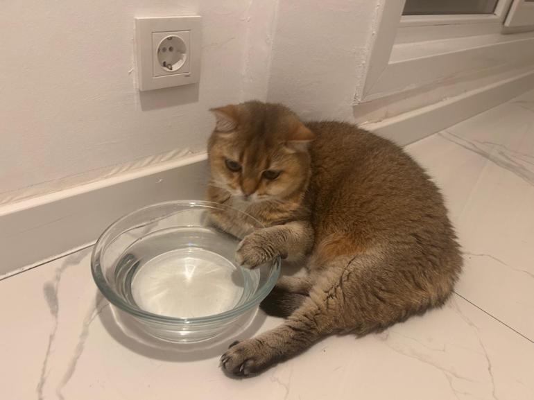 Kedi ‘Artas antidepresana başladı Ciddi takıntıları var