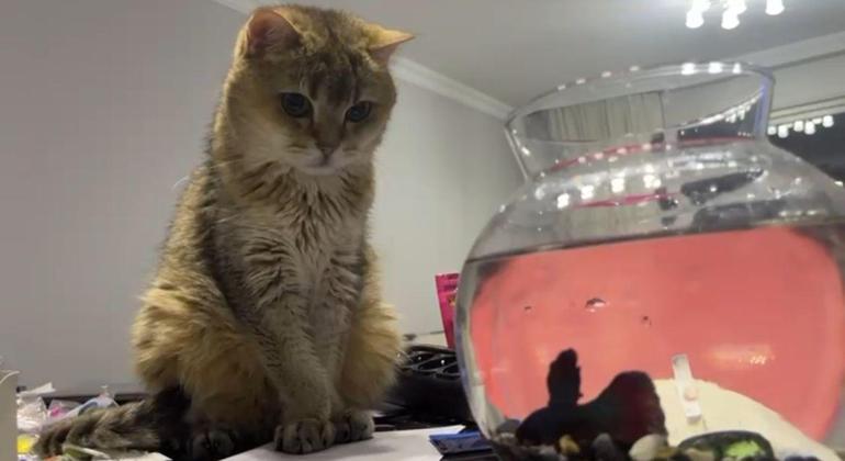 Kedi ‘Artas antidepresana başladı Ciddi takıntıları var