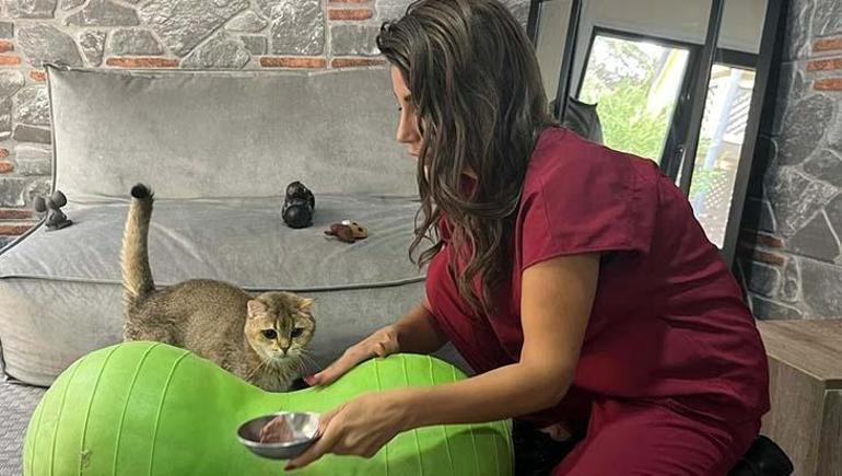 Kedi ‘Artas antidepresana başladı Ciddi takıntıları var