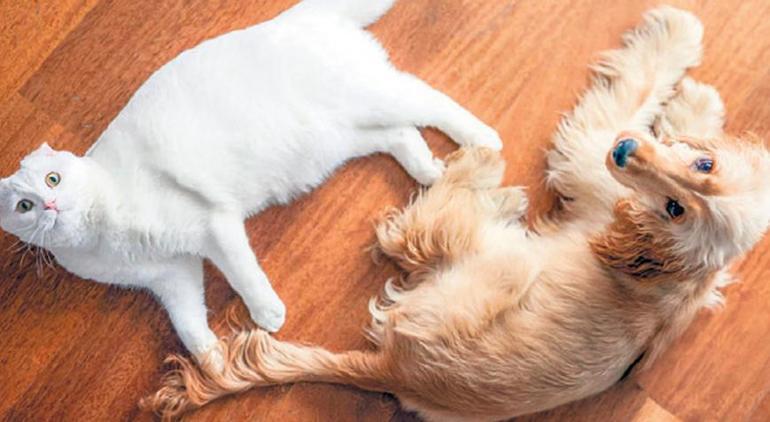 CHP lideri, 1 Ekim fotoğrafına tepki gösterenlere seslendi: Lince son verilmeli