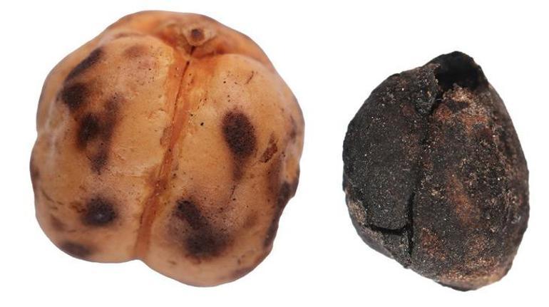 Tavşanlı’da 4000 yıllık nohut, Çatalhöyük’te 8600 yıllık ekmek kalıntıları