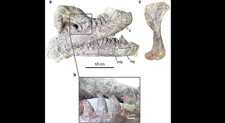 Bir dinozorun son lokması