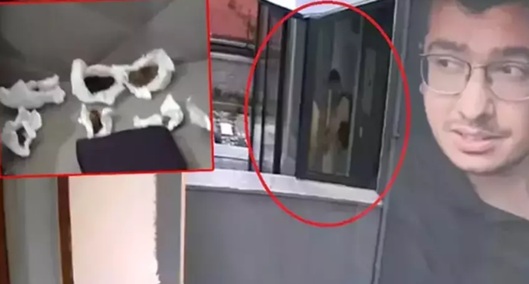 Sahiplendiği köpekleri istismar edip öldürmekle suçlanan doktorun cezası belli oldu