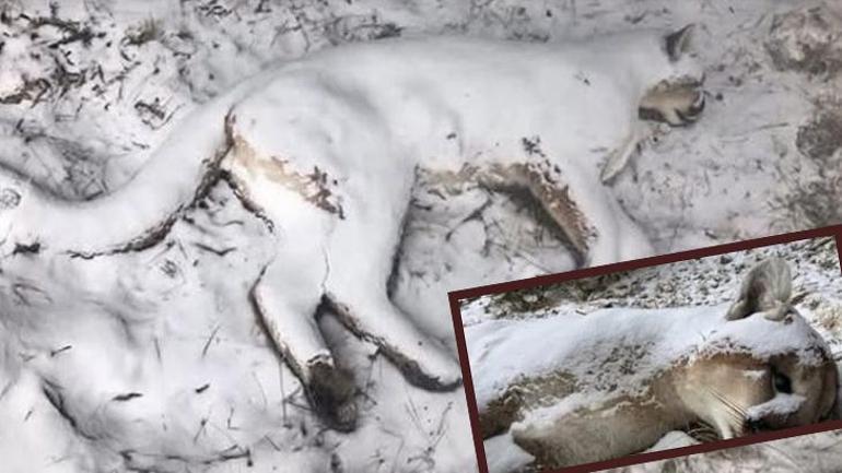 Kuş gribi kâbusu: Dağ aslanını öldürdü, sıra insanda mı Ajan gibi hücreye sızıyor