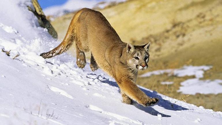 Kuş gribi kâbusu: Dağ aslanını öldürdü, sıra insanda mı Ajan gibi hücreye sızıyor