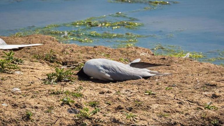 Kuş gribi kâbusu: Dağ aslanını öldürdü, sıra insanda mı Ajan gibi hücreye sızıyor
