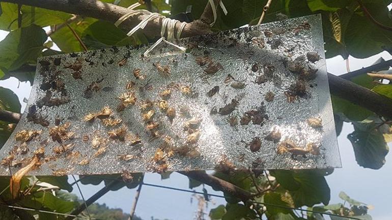 Fındığı kuruttu, sıra evlerde 8 yıldır kahverengi kokarcayı izliyor: Bir çaresi var