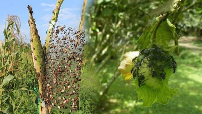 Fındığı kuruttu, sıra evlerde 8 yıldır kahverengi kokarcayı izliyor: Bir çaresi var