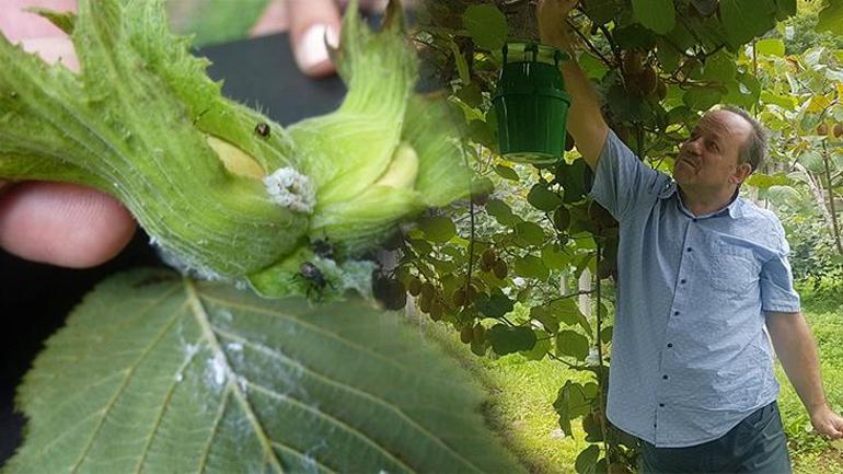 Fındığı kuruttu, sıra evlerde 8 yıldır kahverengi kokarcayı izliyor: Bir çaresi var