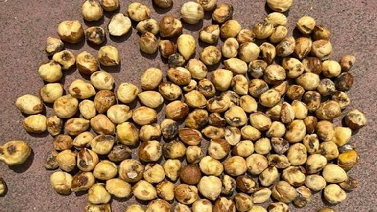 Fındığı kuruttu, sıra evlerde 8 yıldır kahverengi kokarcayı izliyor: Bir çaresi var