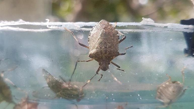 Fındığı kuruttu, sıra evlerde 8 yıldır kahverengi kokarcayı izliyor: Bir çaresi var