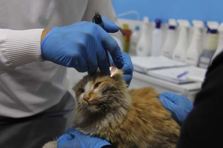 6909ab2cb825a93f9900e9fe Sivas'ta kedi AIDS'ine rastlandı! Uzmanlardan 'kontrol' uyarısı: Bulaşıcıdır