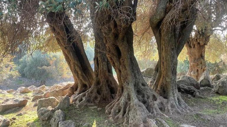 690d960eaf6c89f5a1fb444b Dünyada sadece 4 ülkede var biri Türkiye’de! Bin yıllık gizem: ‘Kim getirmiş bilen yok’