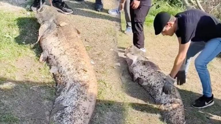 6910995a36206bb89d50ab7a Yer: Sakarya! Amatör balıkçının oltasına servet takıldı: ‘Rahat bir 70 kilosu var’