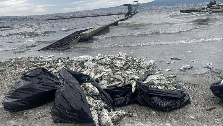 6911e36ff673ab5ac3671bf0 İzmir Körfezi alarm veriyor! Deniz kahverengiye döndü, koku dayanılmaz hale geldi