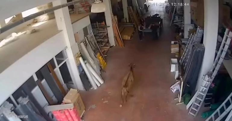 6911f92df673ab5ac3671c60 Depoya giren inek çalışanları kovaladı: O anlar kamerada