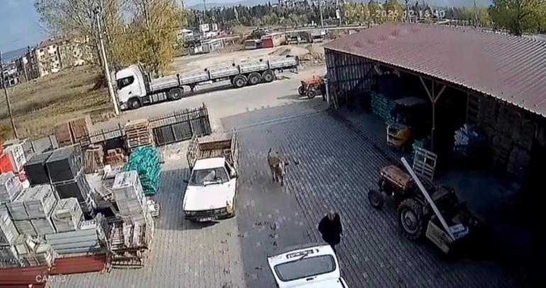 6911f939f673ab5ac3671c62 Depoya giren inek çalışanları kovaladı: O anlar kamerada