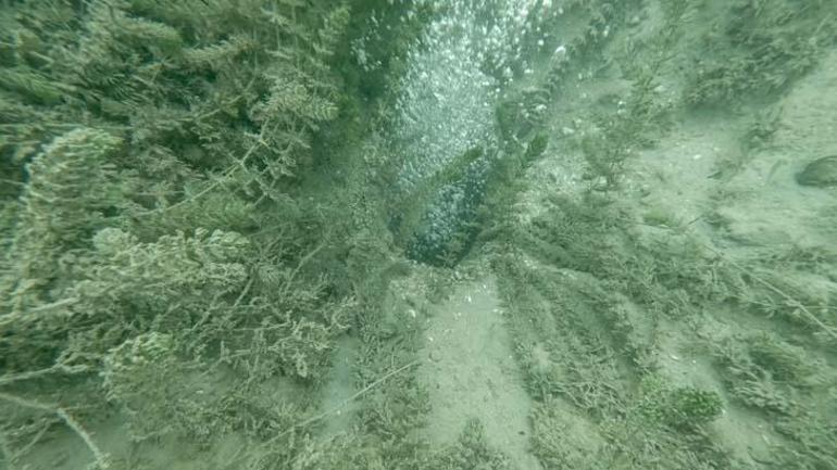 Sapanca Gölünde neler oluyor Panik yaratan hareketliliğe açıklama geldi