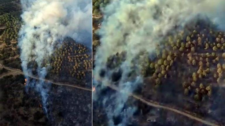 Aydında ziraat alanında çıkan yangın ormana sıçradı