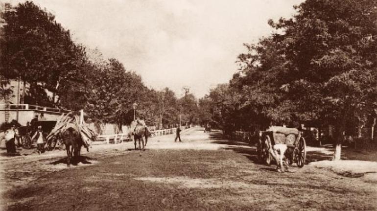 İstanbul’un çınar ağaçları