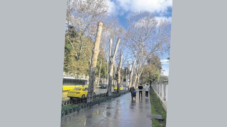 İstanbul’un çınar ağaçları