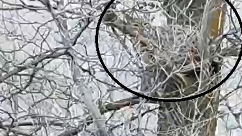 Yer: Sivas Ağaçta görüntülendi, herkes hayrete düştü