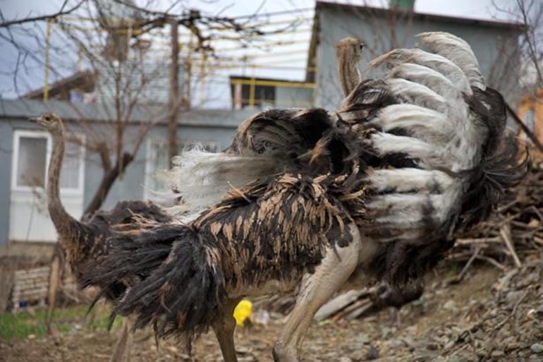Bir tanesi ayda 16 yumurta veriyor! Tanesi 500 lira: Bebek gibi bakıyorum - 
                    1. Resim