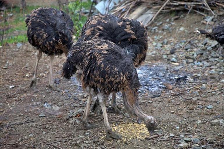 Bir tanesi ayda 16 yumurta veriyor! Tanesi 500 lira: Bebek gibi bakıyorum - 
                    2. Resim