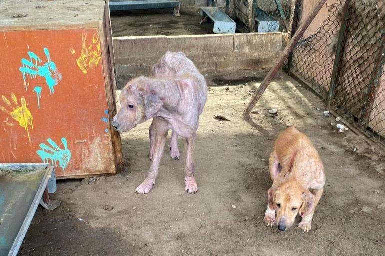 **Görsel Açıklaması (Kısa):** Finike’de hayvan rehabilitasyon merkezinde inceleme yapan ekipler.