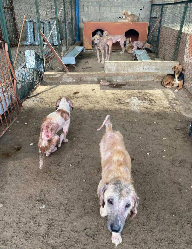 finike barınak rezaleti