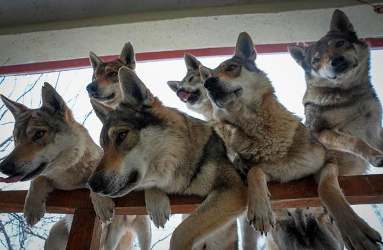 Kurgu değil gerçek Sivas dağlarında bir Kurt Adam: Eksi 30da ne elektrik ne su var