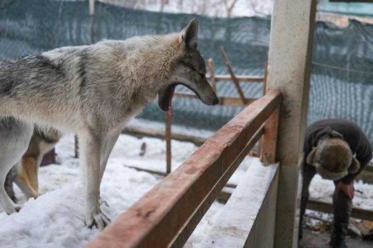 Kurgu değil gerçek Sivas dağlarında bir Kurt Adam: Eksi 30da ne elektrik ne su var