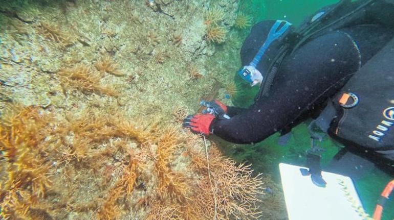 Bebek mercanlar Marmara’nın kalbinde atıyor