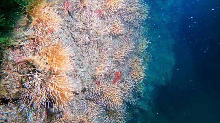Bebek mercanlar Marmara’nın kalbinde atıyor